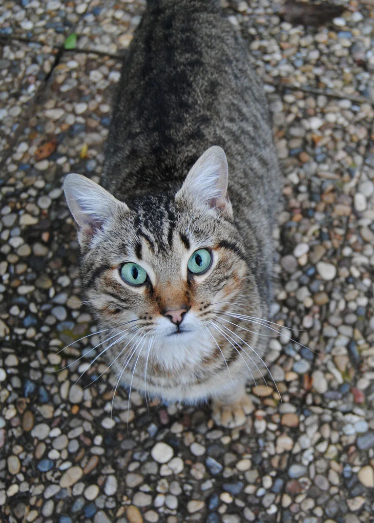 a cat standing on a stone surface