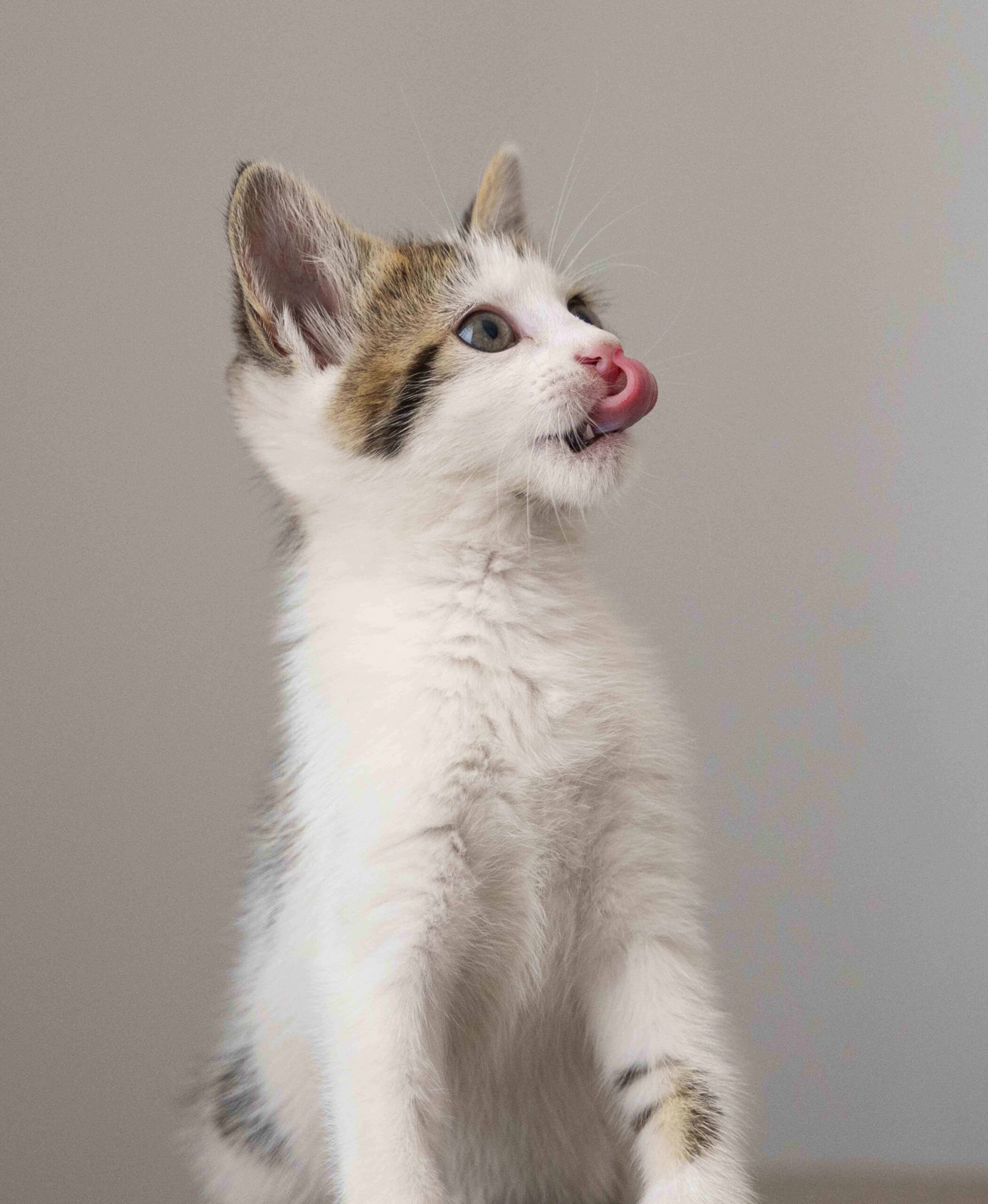 a cat with its tongue out