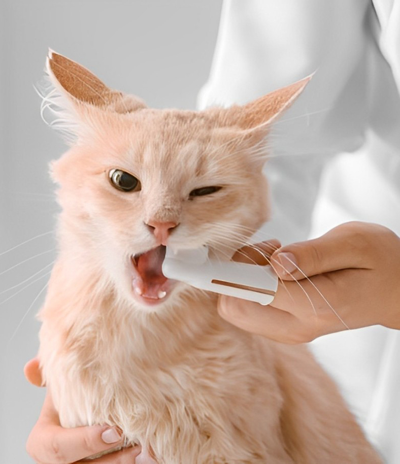 a person holding a cute cat