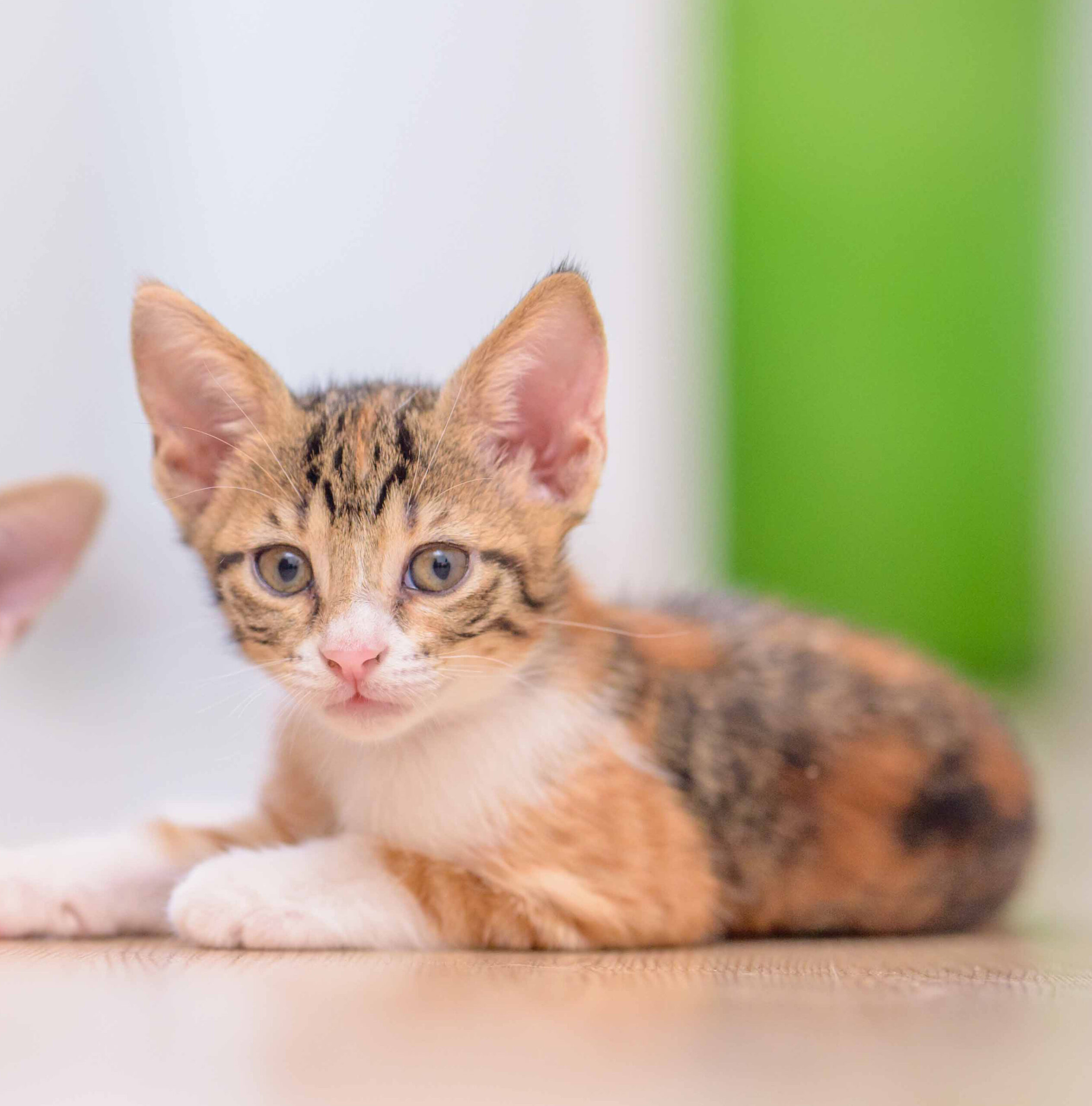 kitten sitting on the floor