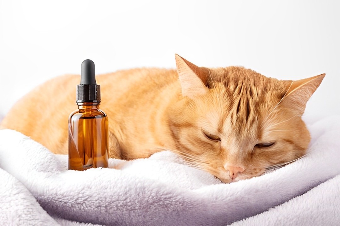 a cat lying on a blanket with a oil