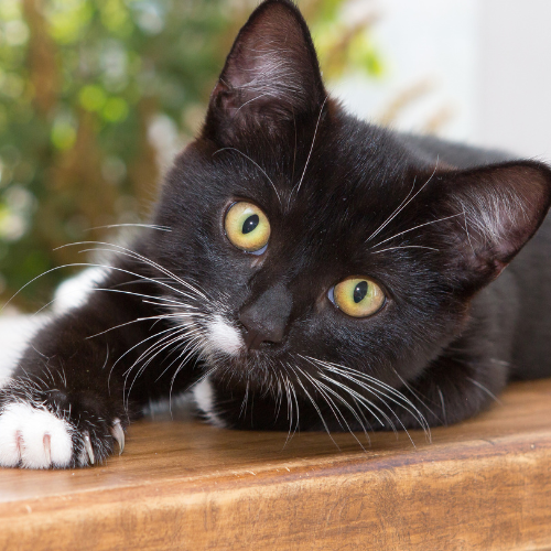 black and white cat