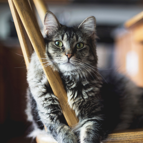 cat on a chair