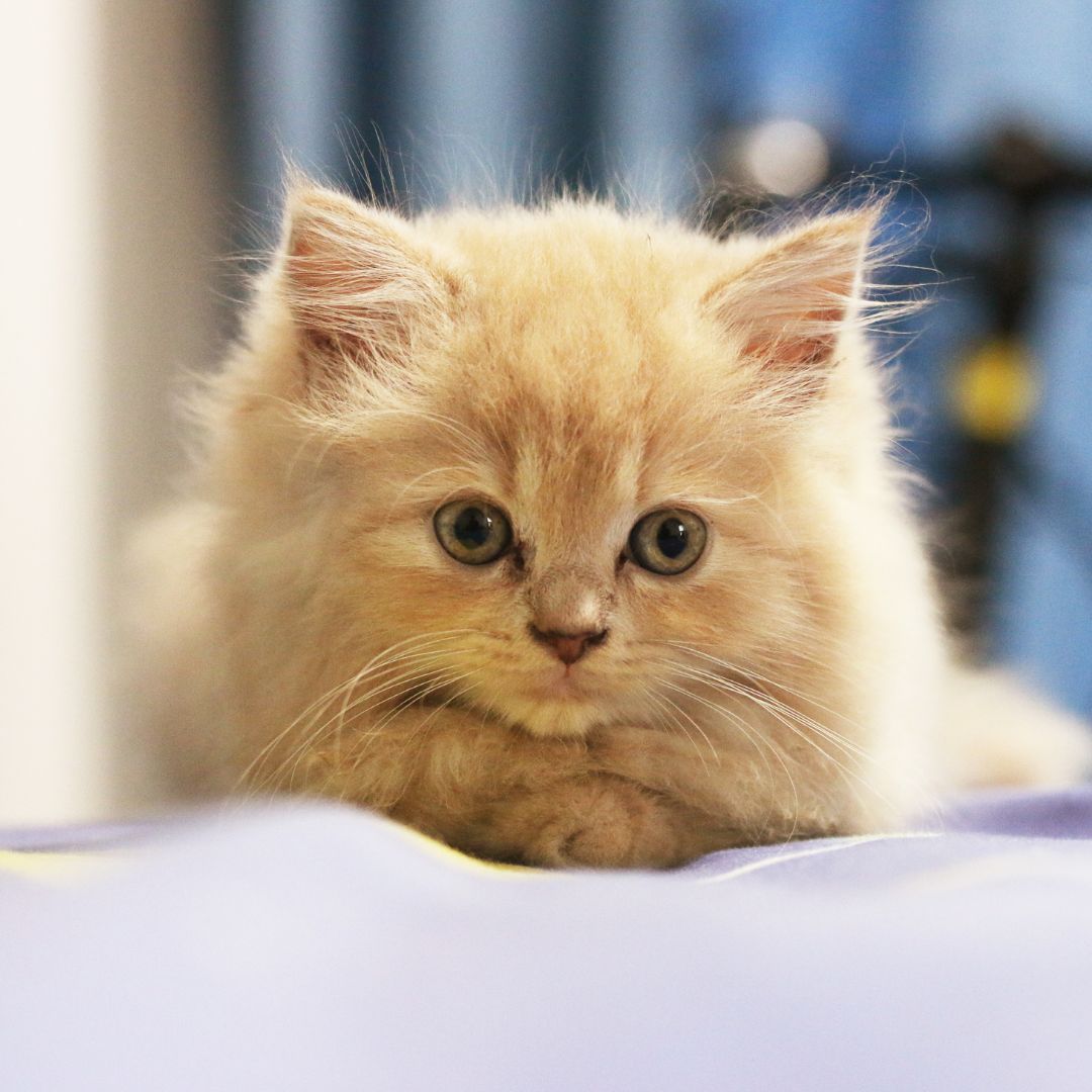 A fluffy kitten sitting on a soft bed