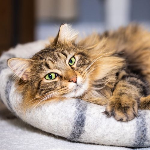 A fluffy cat comfortably resting on a soft cat bed