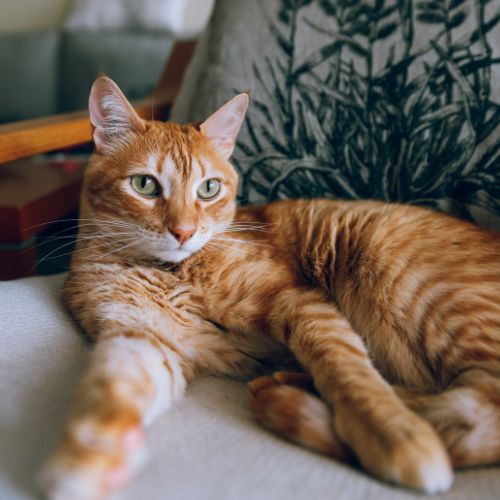 orange cat