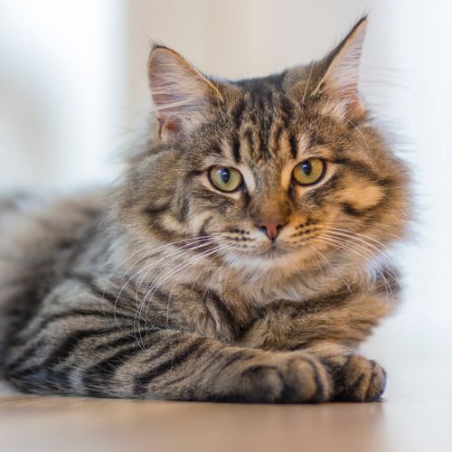 A fluffy cat comfortably resting on a soft cat bed